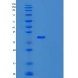 人UBE2K重组蛋白