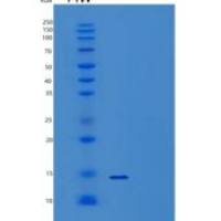 人TSTD1重组蛋白