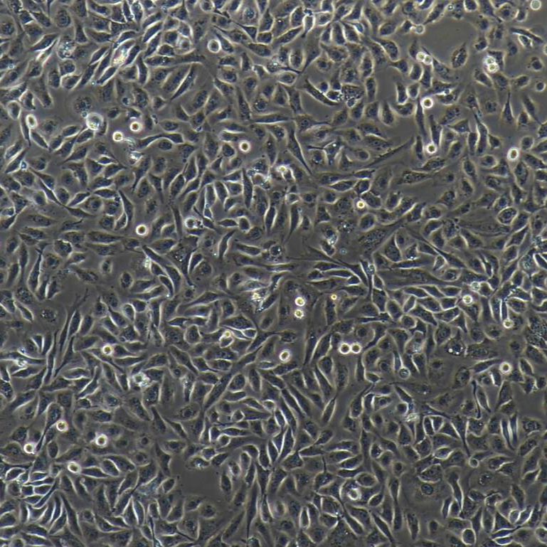猪子宫内膜上皮细胞  免疫荧光鉴定 镜像绮点（Cellverse）