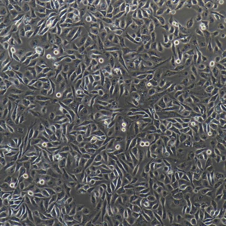 猪子宫内膜上皮细胞/免疫荧光鉴定/镜像绮点（Cellverse）