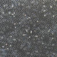 猪子宫内膜上皮细胞/免疫荧光鉴定/镜像绮点（Cellverse）