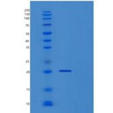 人TPPP3重组蛋白