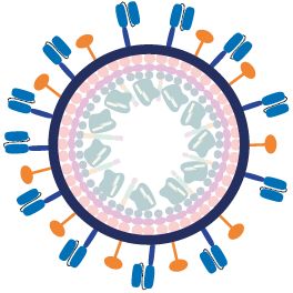 类病毒颗粒（EDV，VLP）