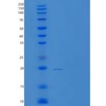人TXNL4A重组蛋白