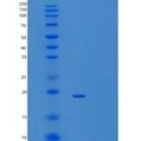小鼠Tumor necrosis factor重组蛋白