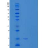 人TNFSF18重组蛋白
