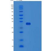 人TPSAB1重组蛋白