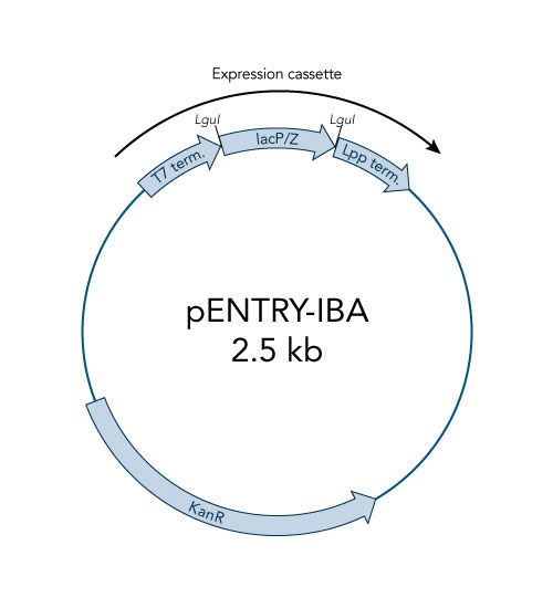 StarGate ENTRY Vector pENTRY-IBA51