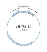 StarGate ENTRY Vector pENTRY-IBA51