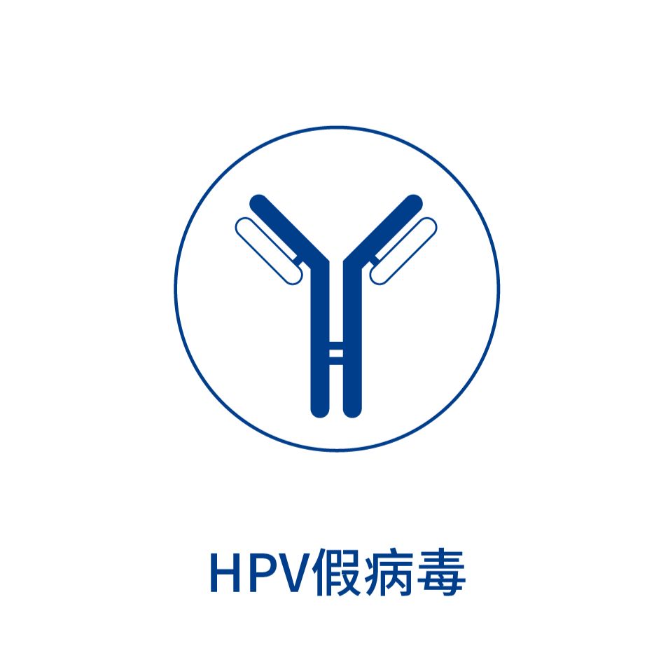 HPV假病毒