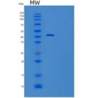 人TRIB3重组蛋白