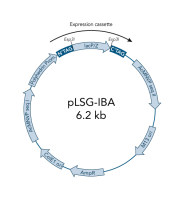 StarGate® Acceptor Vector pLSG-IBA64