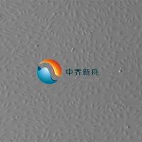 人肾小管上皮细胞