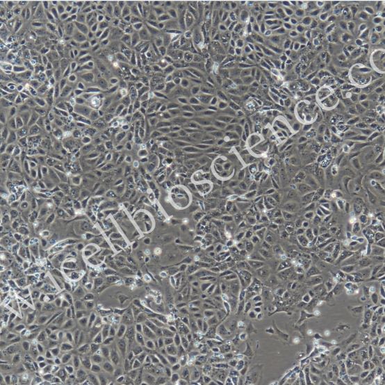大鼠卵巢表面上皮细胞/免疫荧光鉴定/镜像绮点（Cellverse）