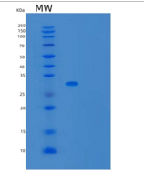 大肠杆菌UDP重组蛋白