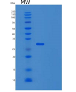 人UBE2K重组蛋白