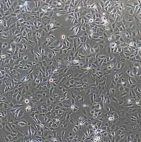 猪扁桃体上皮细胞永生化/免疫荧光鉴定/镜像绮点（Cellverse）