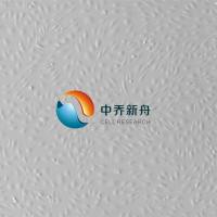 人淋巴管内皮细胞