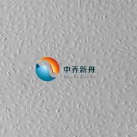 人角膜上皮细胞