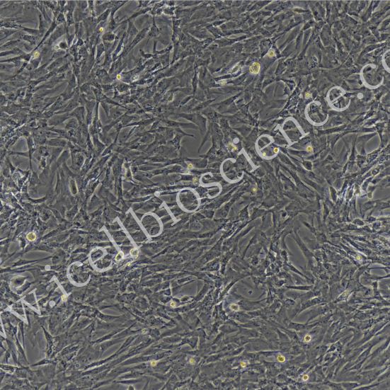 大鼠肺肌成纤维细胞  免疫荧光鉴定 镜像绮点（Cellverse）