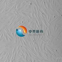 人食管成纤维细胞