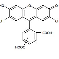 5(6)-TRITC 四甲基罗丹明-5(6)-异硫氰酸  货号409