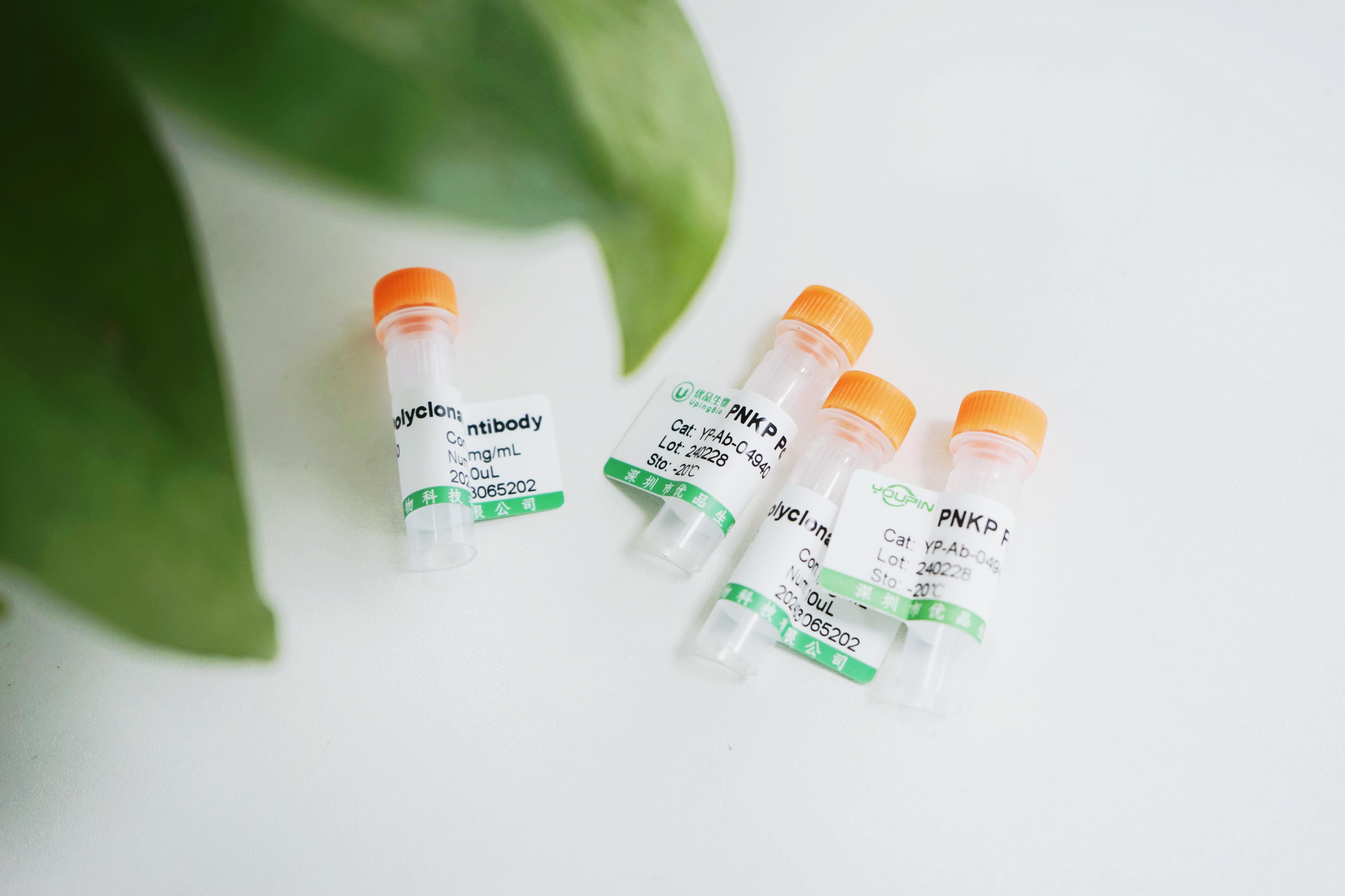 10ul抗体更符合小型科研实验的需求