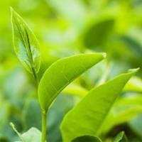 茶多酚含量测定_茶叶中茶多酚含量测定_茶多酚的提取和含量测定