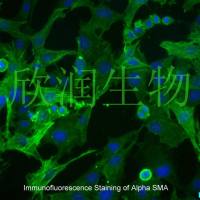 大鼠主动脉平滑肌细胞系、永生化大鼠主动脉平滑肌细胞、大鼠主动脉血管平滑肌细胞系