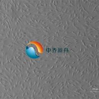 人椎间盘髓核细胞