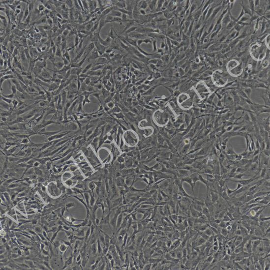 小鼠骨骼肌微血管内皮细胞   免疫荧光鉴定 镜像绮点（Cellverse）