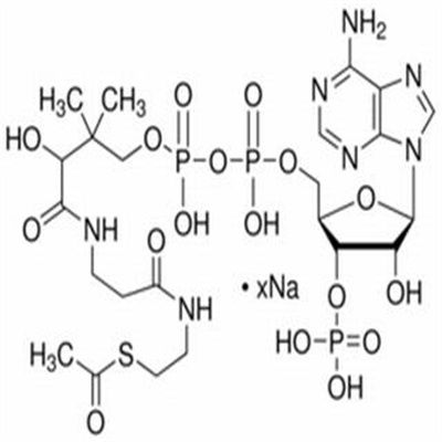 乙酰辅酶A102029-73-2