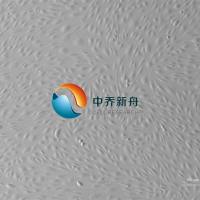 人真皮微血管内皮细胞