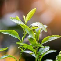 荭草苷含量测定_异荭草苷含量测定_中药材中荭草苷,异荭草苷含量测定