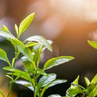 槲皮素含量检测_异槲皮素含量测定_桑叶中芦丁含量检测