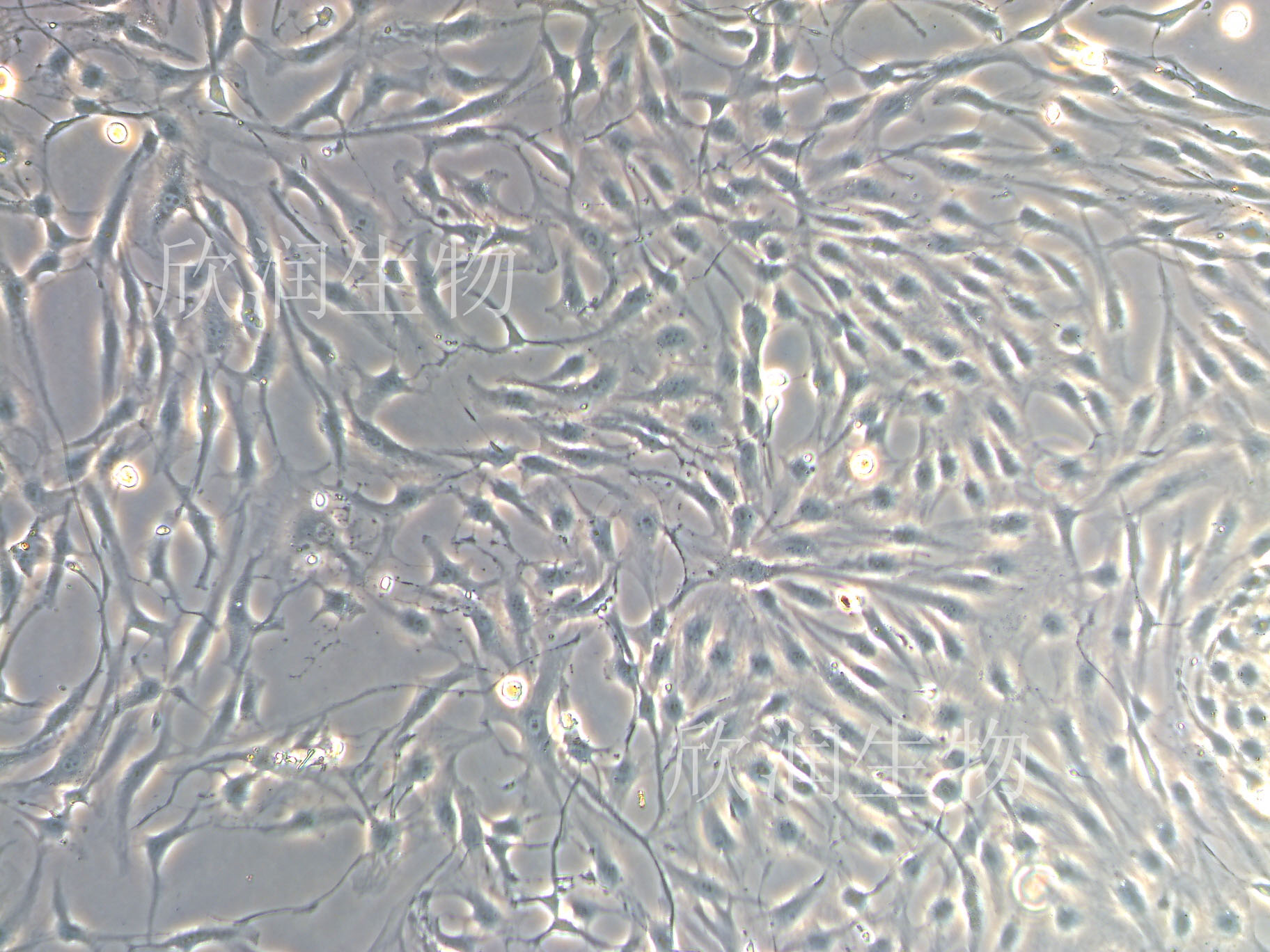 人主动脉内皮细胞系、永生化人主动脉内皮细胞、人主动脉血管内皮
