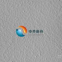 人脑微血管内皮细胞