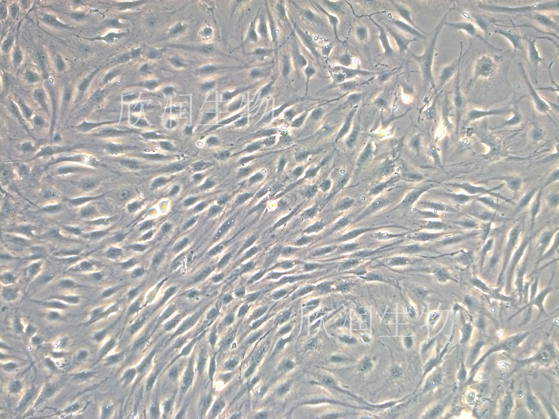 人主动脉内皮细胞系、永生化人主动脉内皮细胞、人主动脉血管内皮