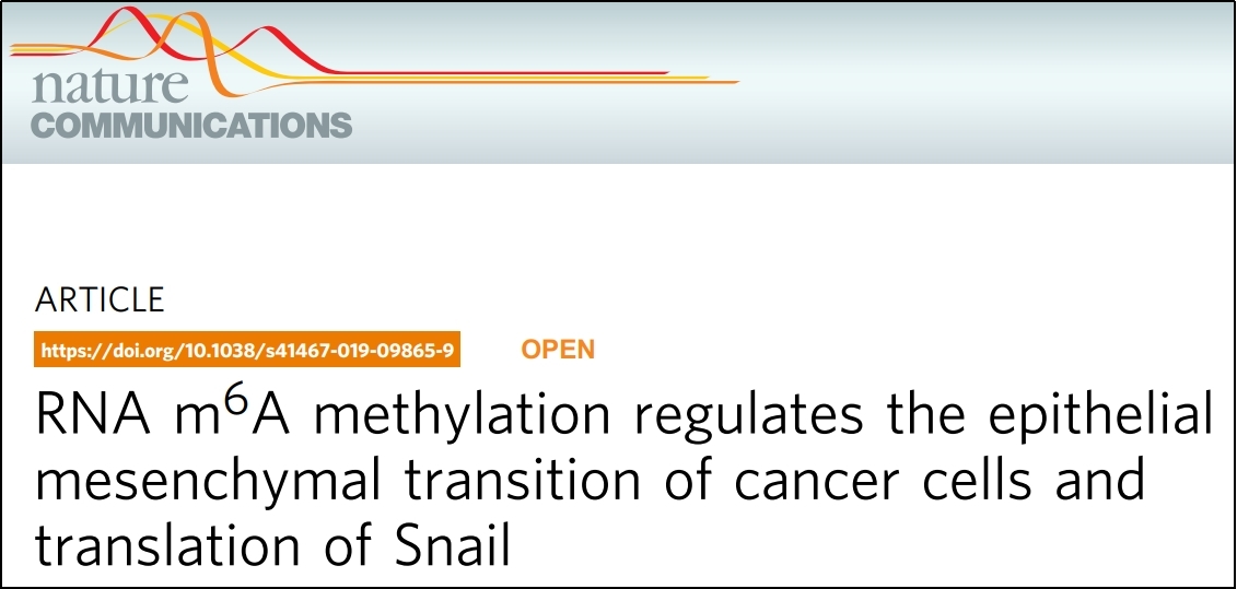 Nat Commun.| 上皮-间充质转化(EMT)过程中Polysome profiling技术的应用