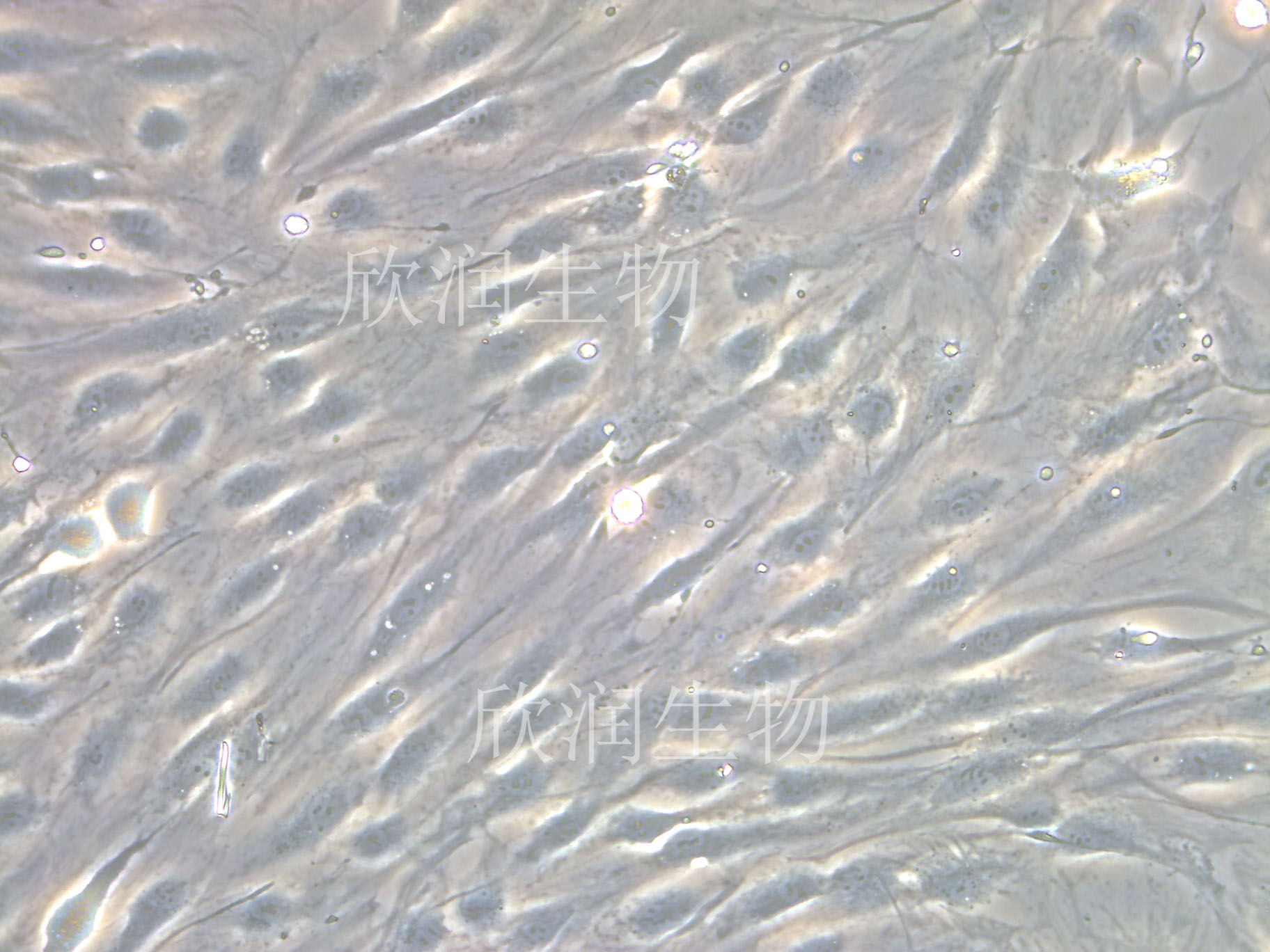 人主动脉内皮细胞系、永生化人主动脉内皮细胞、人主动脉血管内皮
