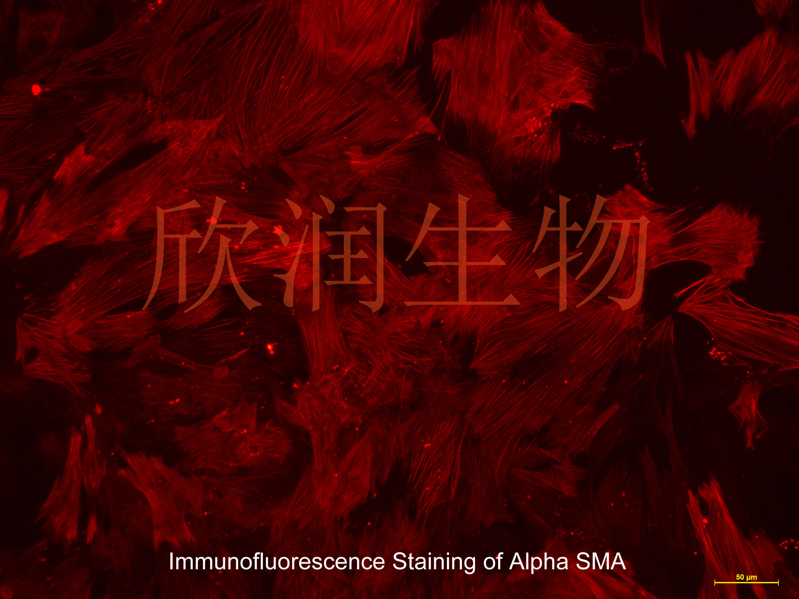 大鼠子宫平滑肌细胞系、永生化大鼠子宫平滑肌细胞