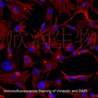 永生化小鼠肺成纤维细胞、小鼠肺成纤维细胞系
