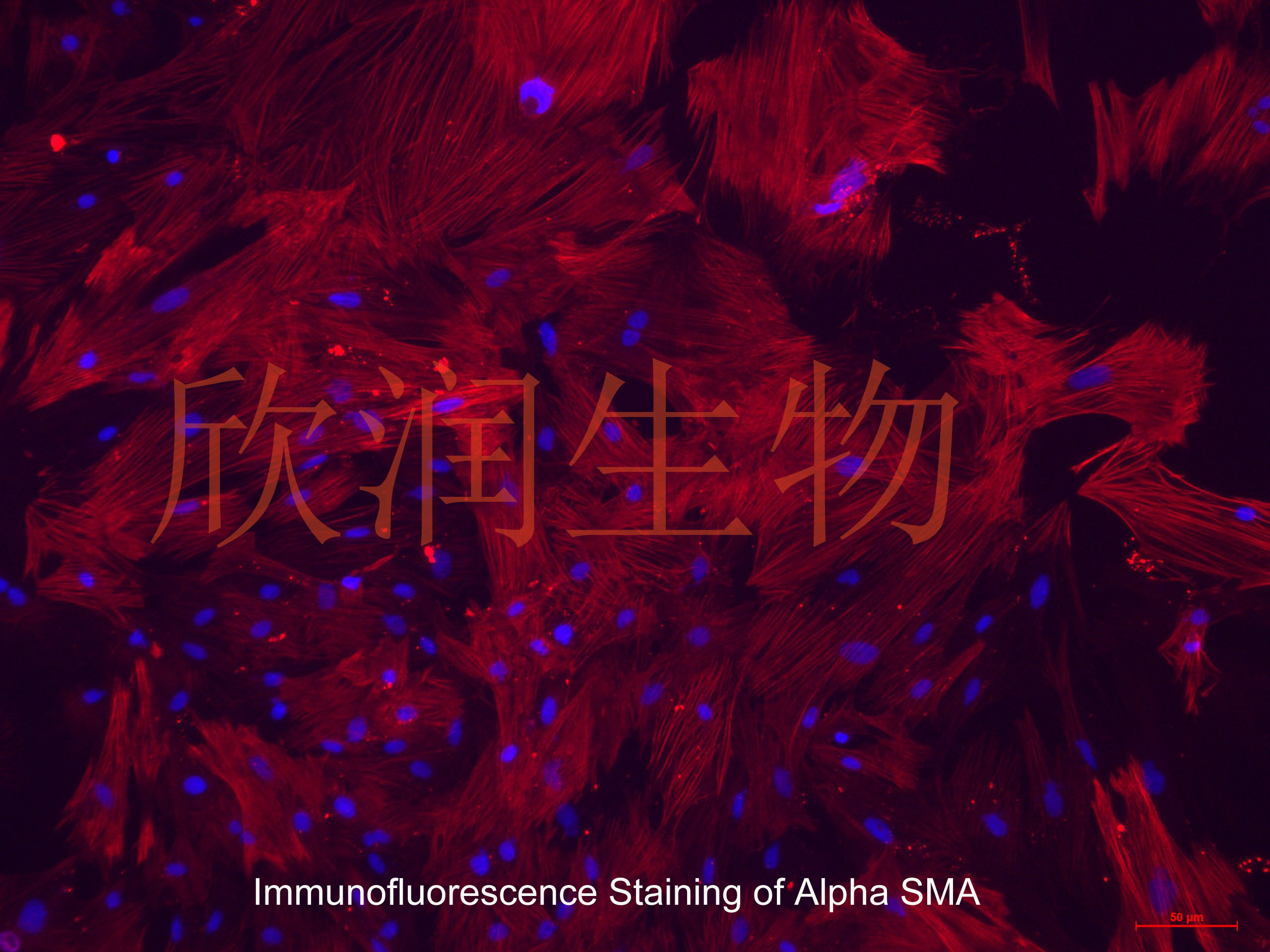 大鼠子宫平滑肌细胞系、永生化大鼠子宫平滑肌细胞