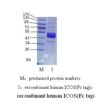 ICOS蛋白/AILIM蛋白/CRP-1蛋白/CD28