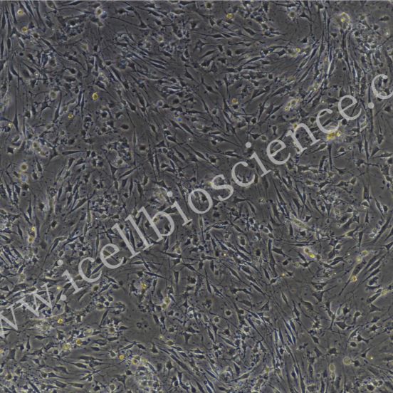小鼠视网膜神经节细胞   免疫荧光鉴定 镜像绮点（Cellverse）