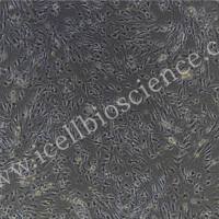 小鼠视网膜神经节细胞/免疫荧光鉴定/镜像绮点（Cellverse）