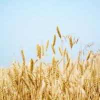 半纤维素含量测定_半纤维素含量检测_半纤维素检测