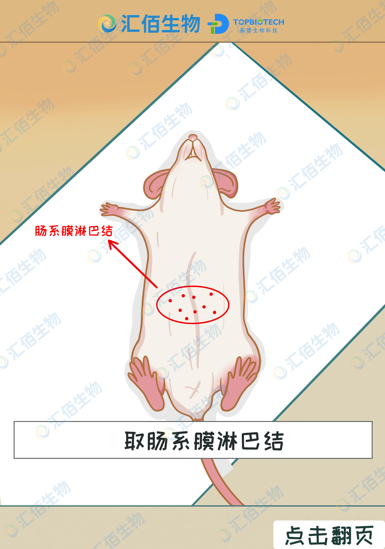 取肠系膜淋巴结、腹股沟淋巴结实操手绘教程（下）
