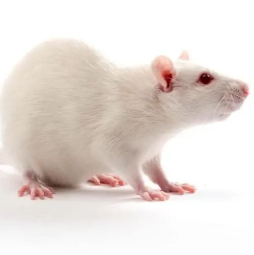 转基因动物大小鼠饲养