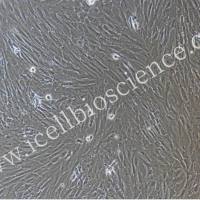 羊肺动脉平滑肌细胞/免疫荧光鉴定/镜像绮点(Cellverse)